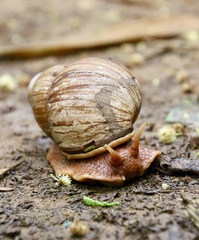 Megalobulimus popelairianus
