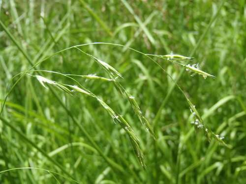 ravine fescue (Festuca sororia)