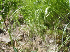 Festuca sororia