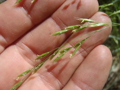 Festuca sororia