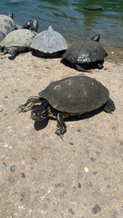 Trachemys scripta elegans