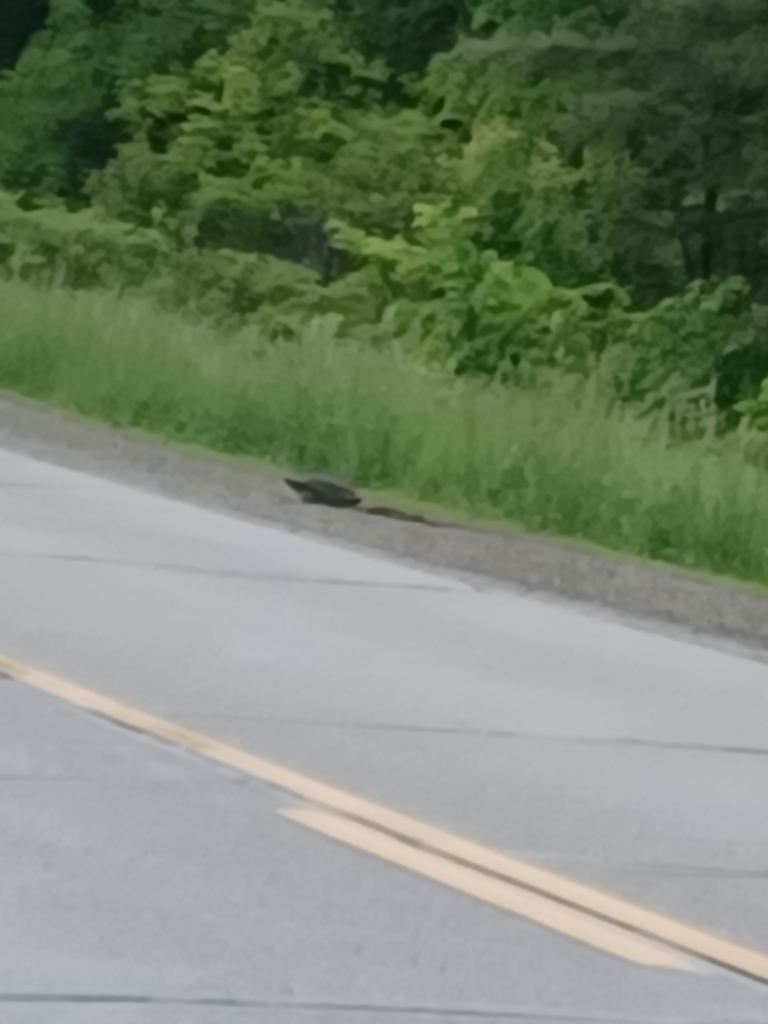 Common Snapping Turtle In June 2022 By Matt Lecompte Nesting Roadside   Large 