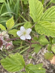 Rubus