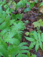 Phegopteris connectilis