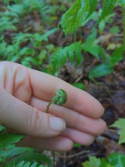 Phegopteris connectilis