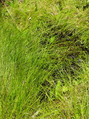 Carex brunnescens sphaerostachya