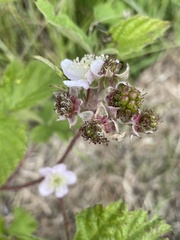 Rubus