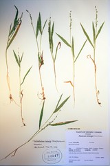 Dichanthelium leibergii