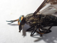 Chrysops niger