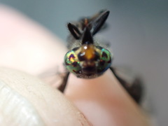 Chrysops niger