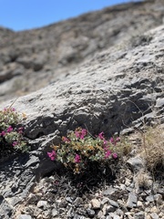 Penstemon petiolatus