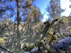 Neodiprion edulicolus