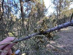 Neodiprion edulicolus