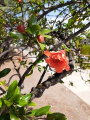 Punica granatum