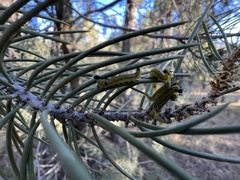 Neodiprion edulicolus