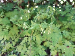 Chaerophyllum temulum