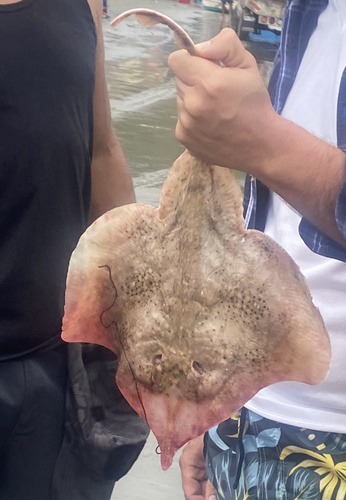 Equatorial skate (Raja equatorialis) — Rajidae — 3