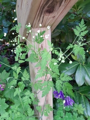 Chaerophyllum temulum