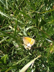 Coenonympha