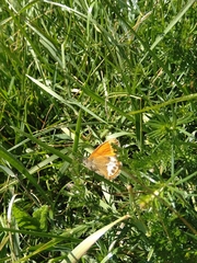 Coenonympha