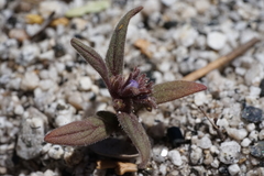 Phacelia quickii