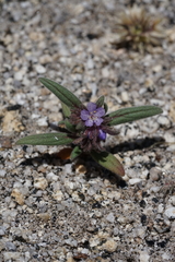 Phacelia quickii