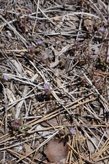 Phacelia quickii