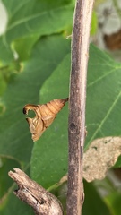 Adelpha thesprotia