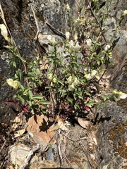 Scutellaria californica