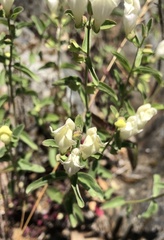 Scutellaria californica