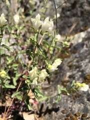 Scutellaria californica