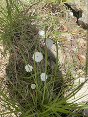 Stylisma pickeringii