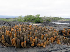 Brachycereus nesioticus