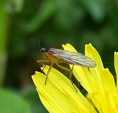 Empis trigramma