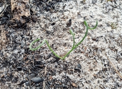 Albuca spiralis