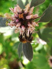 Bombus pascuorum