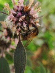 Bombus pascuorum