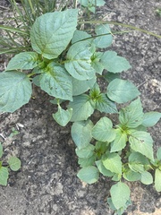 Physalis philadelphica