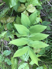 Polygonatum biflorum