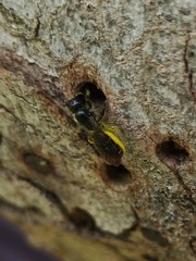 Chelostoma florisomne