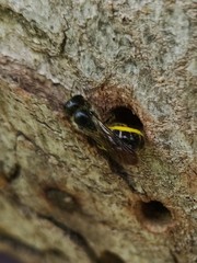 Chelostoma florisomne