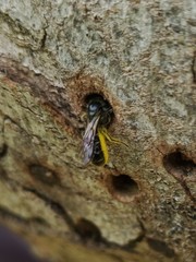 Chelostoma florisomne