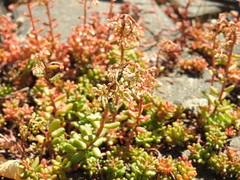 Aphis sedi