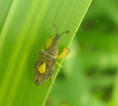 Hemiptera