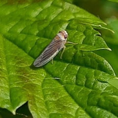 Agalliina