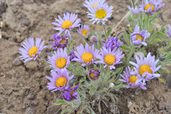 Erigeron poliospermus
