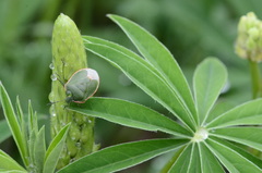 Chlorochroa persimilis