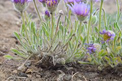 Erigeron poliospermus