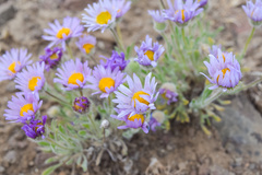 Erigeron poliospermus