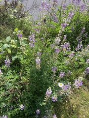 Lupinus